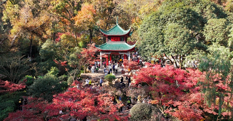 岳麓枫红醉游人