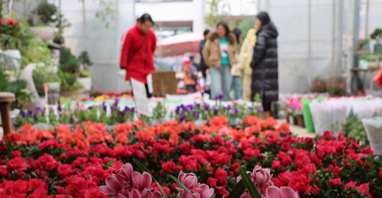 新春近 花卉俏