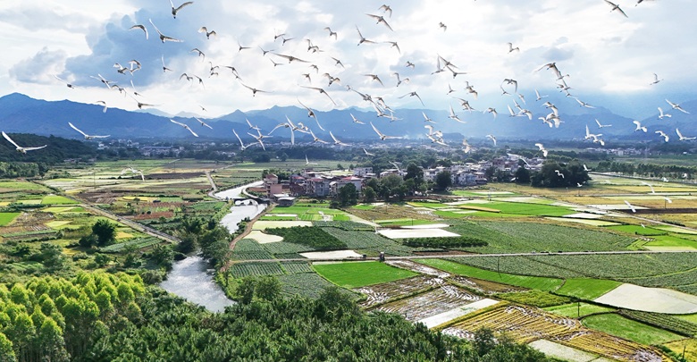生态向好 鹭鸟飞来